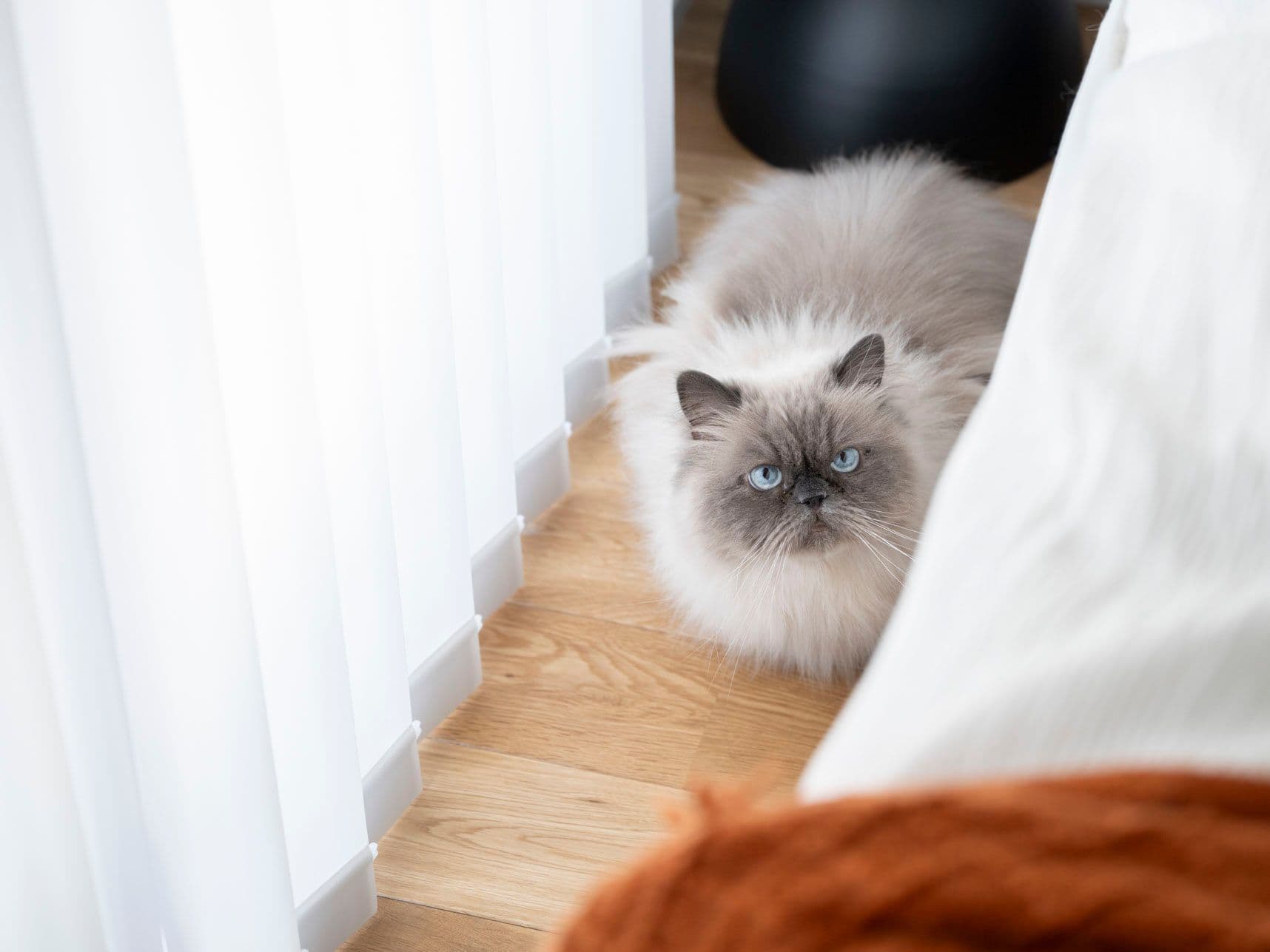 中古マンションのリノベーション後の窓辺にいる猫