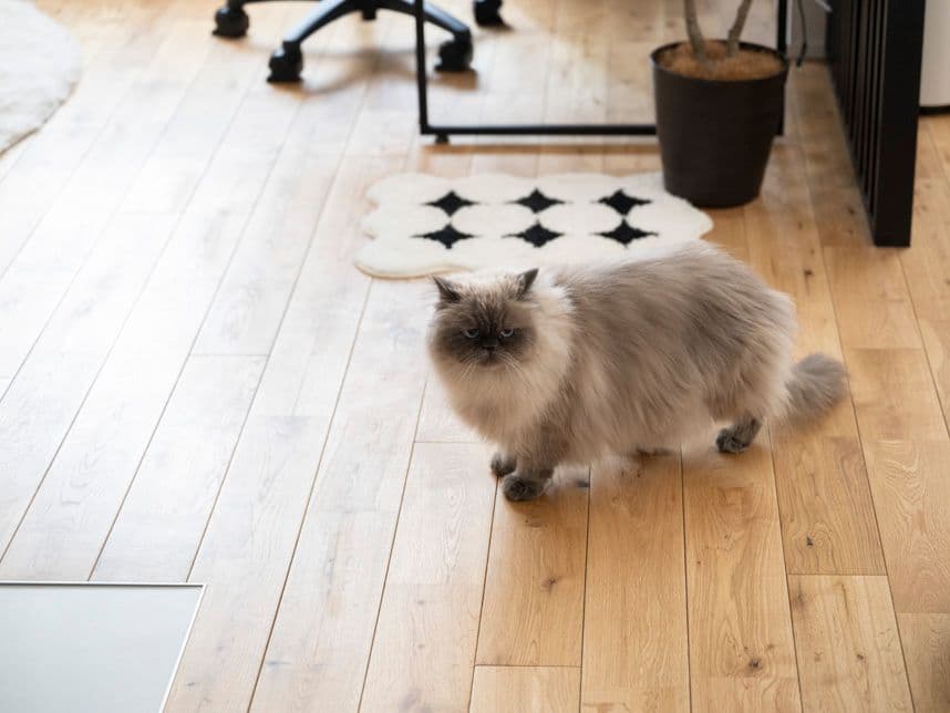 中古マンションのリノベーション後のリビングにいる猫