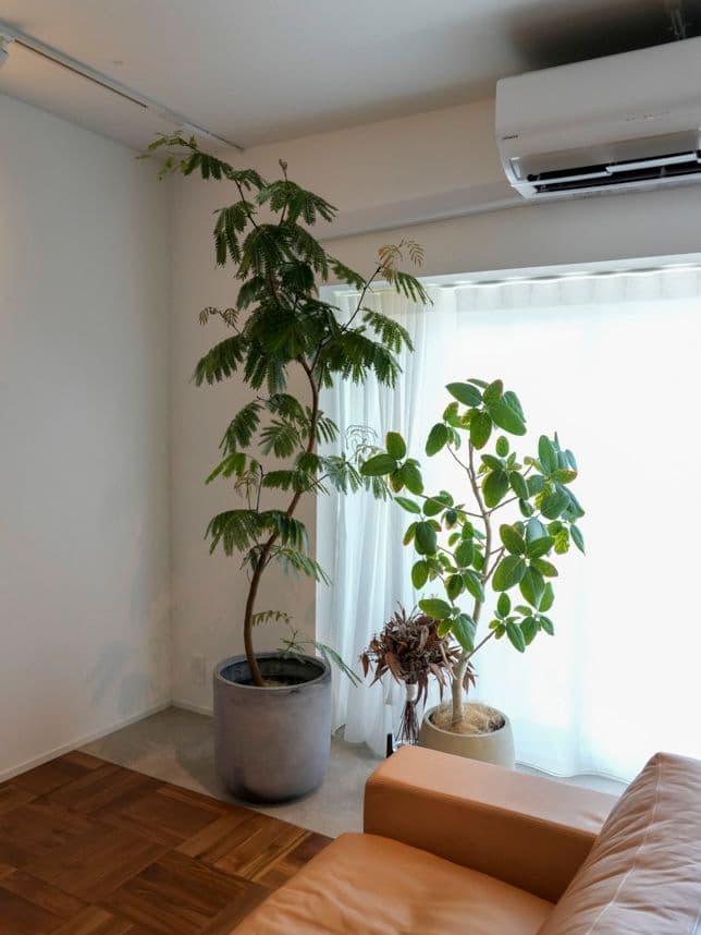 中古マンションのリノベーション後の窓辺の植物