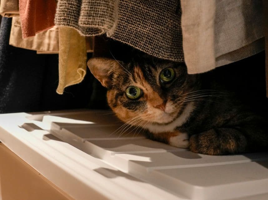 中古マンションのリノベーション前のクローゼットに隠れる猫