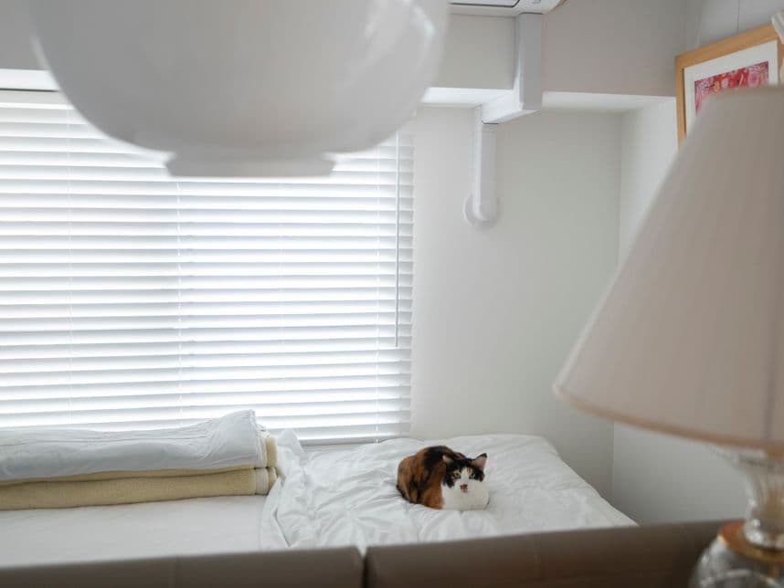 中古マンションのリノベーション後の寝室にいる猫