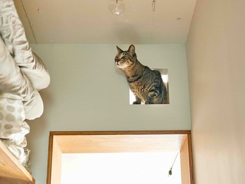 中古マンションのリノベーション後のクローゼットの猫穴